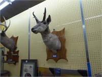Vintage antelope head mount