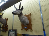 Vintage antelope head mount