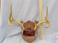 8 Point Deer Horns