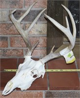 Deer skull with antlers / rack