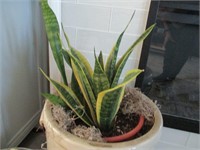 Beautiful Snake Plant (Crock NOT included)