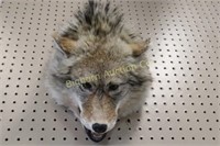 Coyote Head Mounted to Hang on Wall