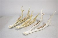 Deer Jaws Cleaned 3pc lot