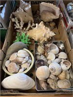 Box lot: Seashells