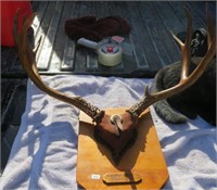 Mounted Mulie Antlers from Grand Lake Colorado