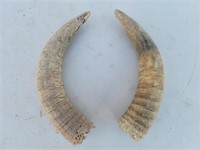 Pair of Rough Unpolished Steer Horns