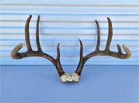 Set of 9 Point Antlers