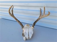 Set of 5 Point Antlets & Partial Skull