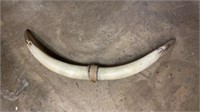 Long Horn steer Horns