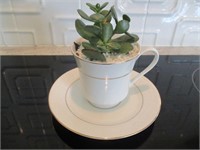 Succulent in China Cup w/ Saucer