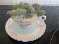 Succulent in China Cup w/ Saucer