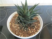 Succulent in Ikea Bowl w/ Drainage Holes