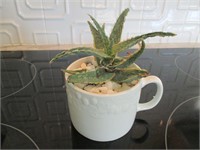 Beautiful Succulent  China Cup w/ Drainage Holes