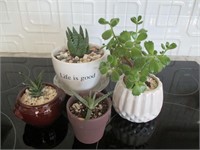 Group of 4 small plants and pots