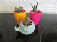 Cute little plants w/ pots