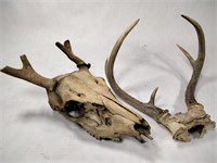 Deer Antlers & Skull