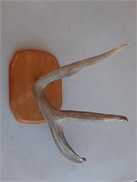 Mounted Single Antler