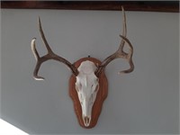 Mounted Deer Skull and Antlers