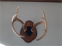 Mounted Whitetail Deer Antlers