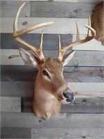 Mounted Whitetail Deer Buck