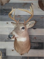 Mounted Whitetail Deer Buck