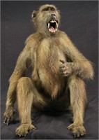 ANTIQUE BABOON FULL BODY MOUNT