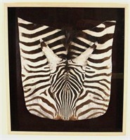 ZEBRA HIDE IN A SHADOW BOX