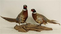 TWO RING-NECKED PHEASANTS BRANCH MOUNT