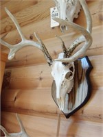 mounted deer skull