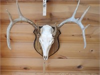 mounted deer skull
