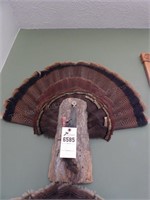 Turkey Tail Feather Mount