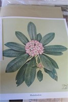 Don Ensor Print "Rhododendron"  19" x 17.5" -