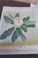 Don Ensor Print "Magnolia"  19" x 17.5" -