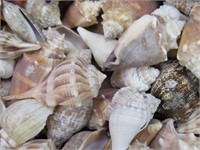 LARGE Assortment Seashells