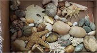 Box Full Of Shells & More