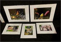 NEW - Five (5) Matted Photos in Shrinkwrap