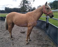 "Tilly" 2013 QH Mare