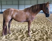 "Lilah" Approx. 2006 QH x SH Mare