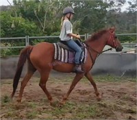 "Holly" Approx. 2010 SH x QH Mare