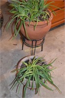 2 Large succulent plants with stands