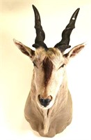 AFRICAN ANTELOPE SHOULDER MOUNT