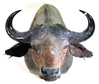 WATER BUFFALO SHOULDER MOUNT