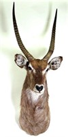 AFRICAN ANTELOPE SHOULDER MOUNT