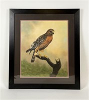 Charles Frace "Red-Shouldered Hawk" Print