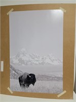 Buffalo On The Plain Photo Poster 20×30*