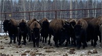 WOOD 28 Bulls [2020] Avg: 750 Ft. Assiniboine, AB