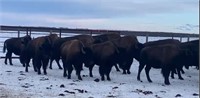 SAULTEAUX 5 Bulls [2019] Avg: 850 Cochin, SK