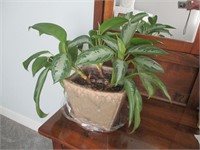 Lovely Chinese Evergreen in Unique Pot