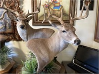 Deer Head Double Taxidermy with oak wood stand