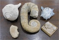 Fossils and Conch Shells.